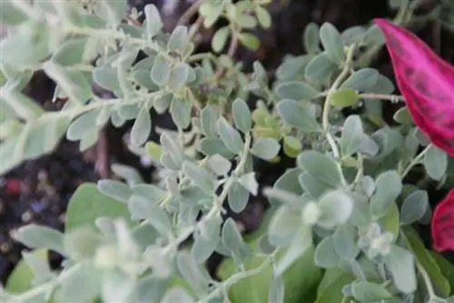 Salvia chamaedryoides - растение с зелеными листьями.