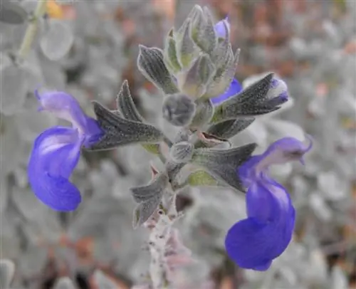 Цветки Salvia chamaedryoides голубые.