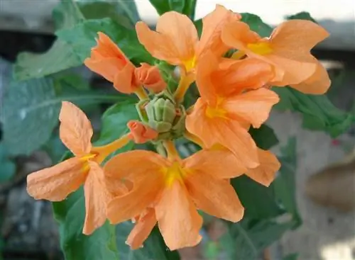 Crossandra infundibuliformis - многолетнее травянистое растение.