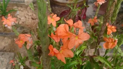 Crossandra infundibuliformis - тропическое растение.