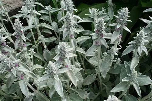 Stachys byzantina - трава на склонах.