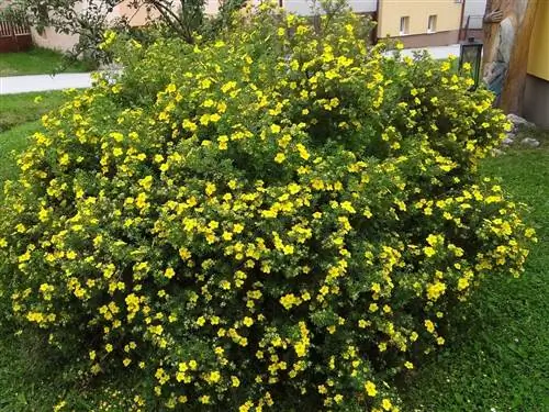 Potentilla fruticosa - травянистое растение с желтыми цветками.