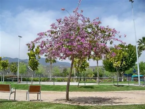 Bauhinia variegata - дерево с неинвазивными корнями.