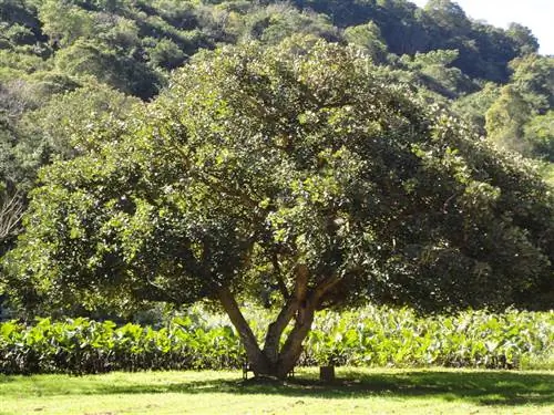 Erythrina caffra - листопадное дерево.