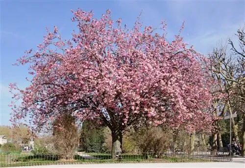 Дерево Prunus serrulata или японская вишня