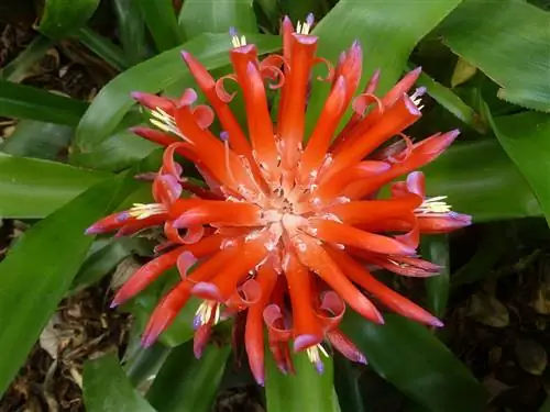 Billbergia pyralis имеет оранжевые цветки.