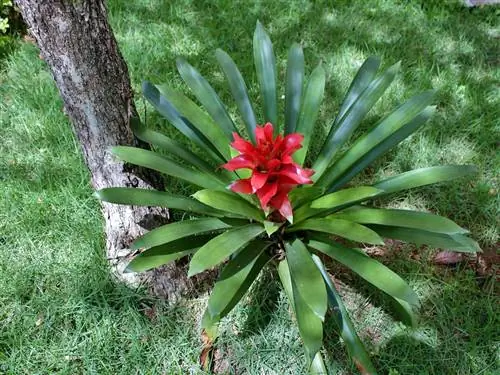 Guzmania lingulata - бромелия с красными цветками.