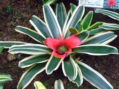Neoregelia carolinae - бромелия с зелеными, пестрыми или трехцветными листьями.
