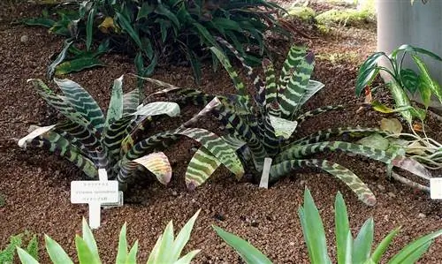 У Vriesea splendens очень декоративные листья.