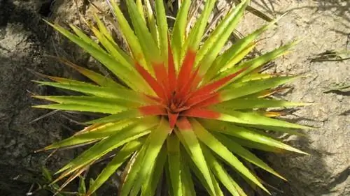 Bromelia humiis, очень красивое растение для выращивания на открытом воздухе.