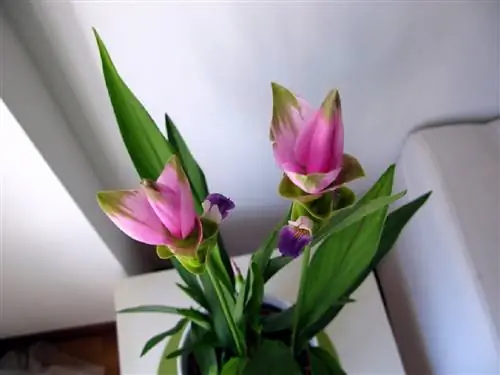 Curcuma alismatifolia в горшках
