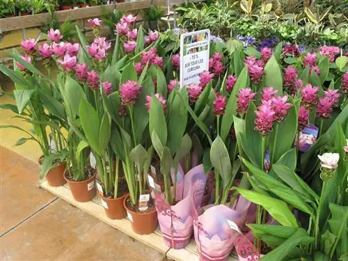 Летний тюльпан (Curcuma alismatifolia)