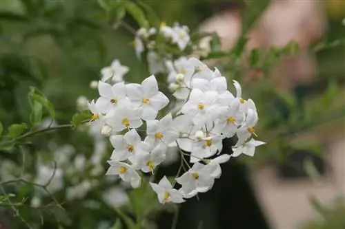 Solanum jasminoides имеет белые цветки.