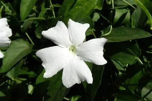 Thunbergia fragrans - альпинистка