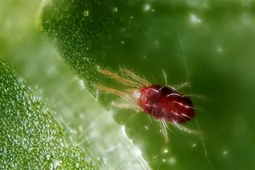 Красный паутинный клещ или Tetranychus urticae