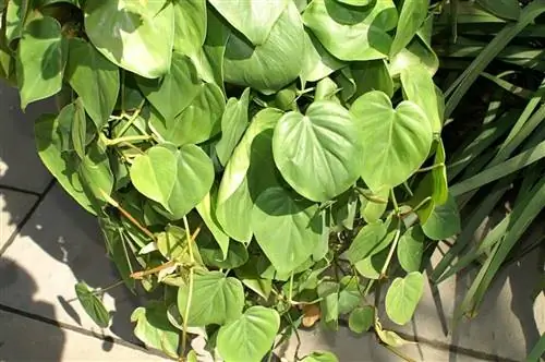 Philodendron hederaceum - многолетняя лиана.