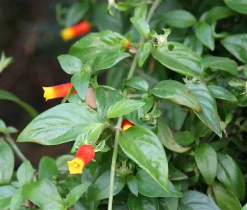 Manettia luteorubra - многолетняя лиана.