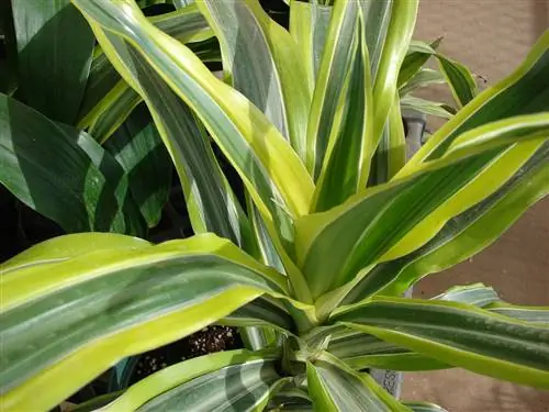 Драцена лимонно-лаймовая (Dracaena deremensis 'Lemon Lime')
