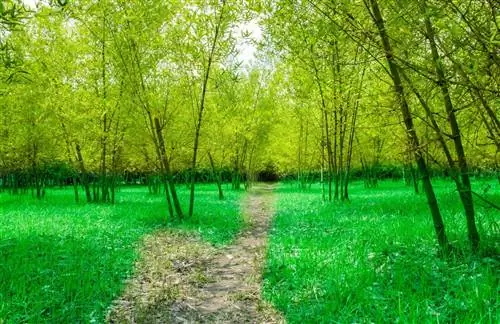 бамбуковая роща