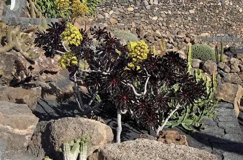 Aeonium arboreum - многолетнее растение.