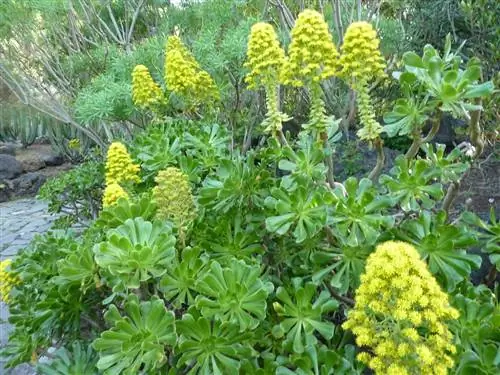 Aeonium arboreum - солнечное растение.