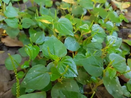 Peperomia pellucida - небольшое растение.