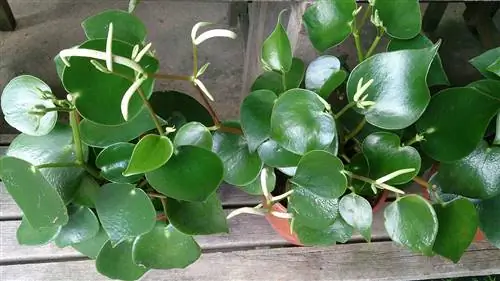 Peperomia polybotrya - грубая