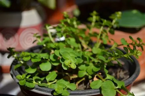 Peperomia rotundifolia - небольшой вид.