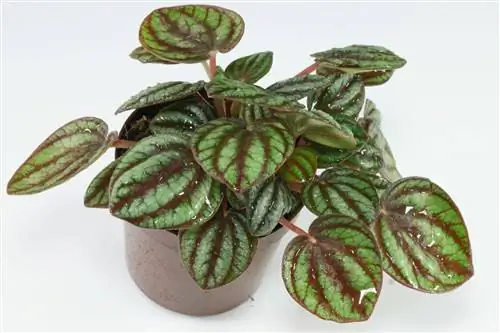 Peperomia albovittata тропическая.