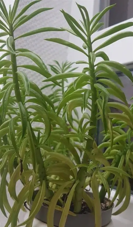 Peperomia ferreyrae - суккулентное растение.