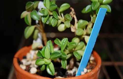 Peperomia nivalis - небольшой суккулент.