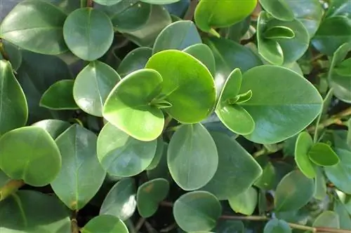 Peperomia obtusifolia - зеленое растение.