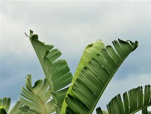 Почему у Strelitzia augusta коричневые листья?