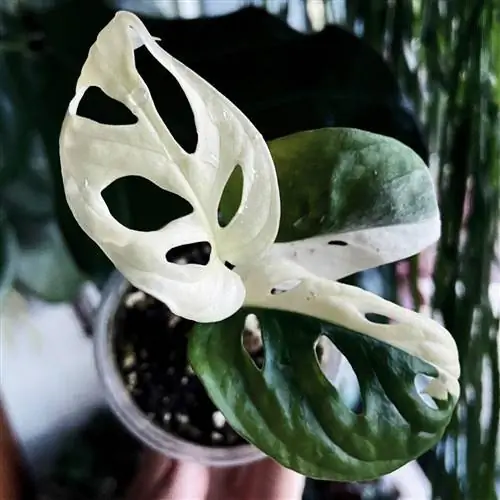 Monstera adansonii variegata маленькая