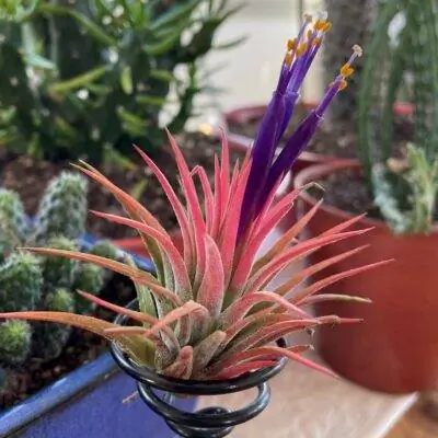 illandsia ionantha rubra на опорных растениях маленького принца