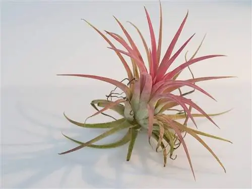 тилландсия ionantha rubra воздушное растение