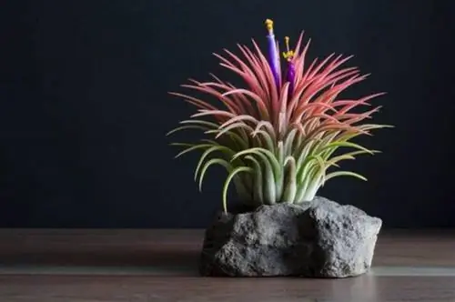 тилландсия ionantha rubra etsy