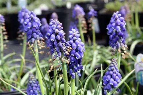 Muscari armeniacum увядание