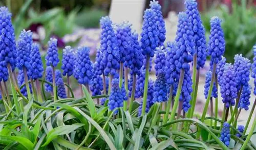 Muscari armeniacum с голубыми цветками