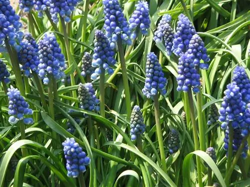 группа Muscari armeniacum