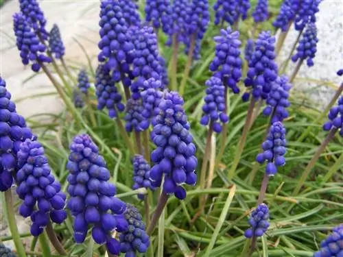 Muscari armeniacum, уличное растение, которое заставит вас влюбиться в его цветы
