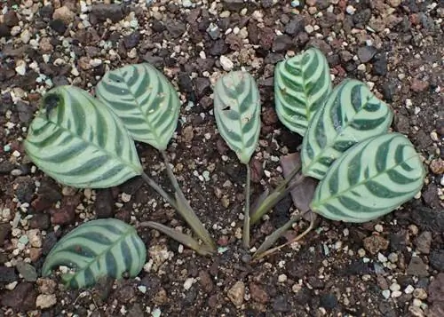 Ctenanthe burle marxii небольшое растение