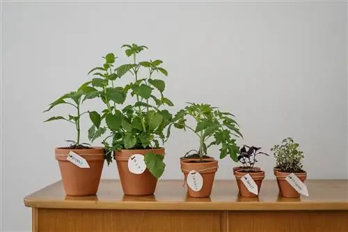 Недавно купленные комнатные растения можно пересаживать