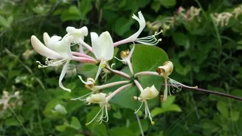 Цветы Lonicera caprifolium