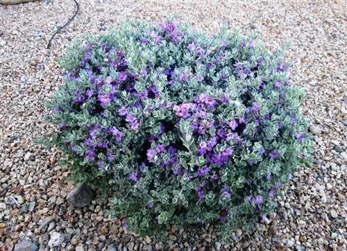 Вид на цветок Leucophyllum frutescens