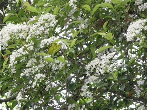 Вид на Photinia glabra в цвету