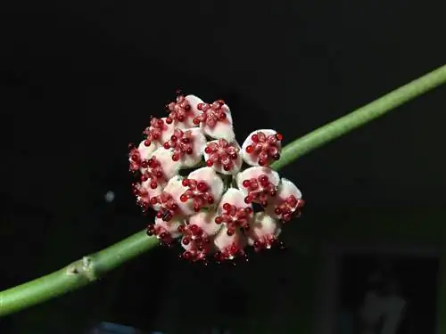 Цветки хойи керри мелкие