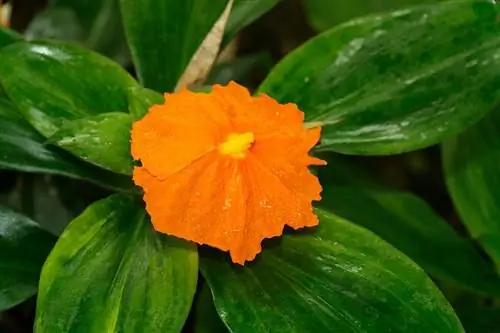 Инсулиновое растение (Chamaecostus cuspidatus и Cissus verticillata)