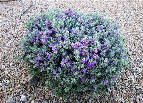 Украшение из Leucophyllum frutescens