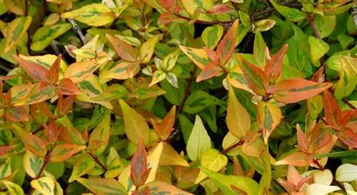 Абелия калейдоскоп (Abelia x grandiflora Kaleidoscope)